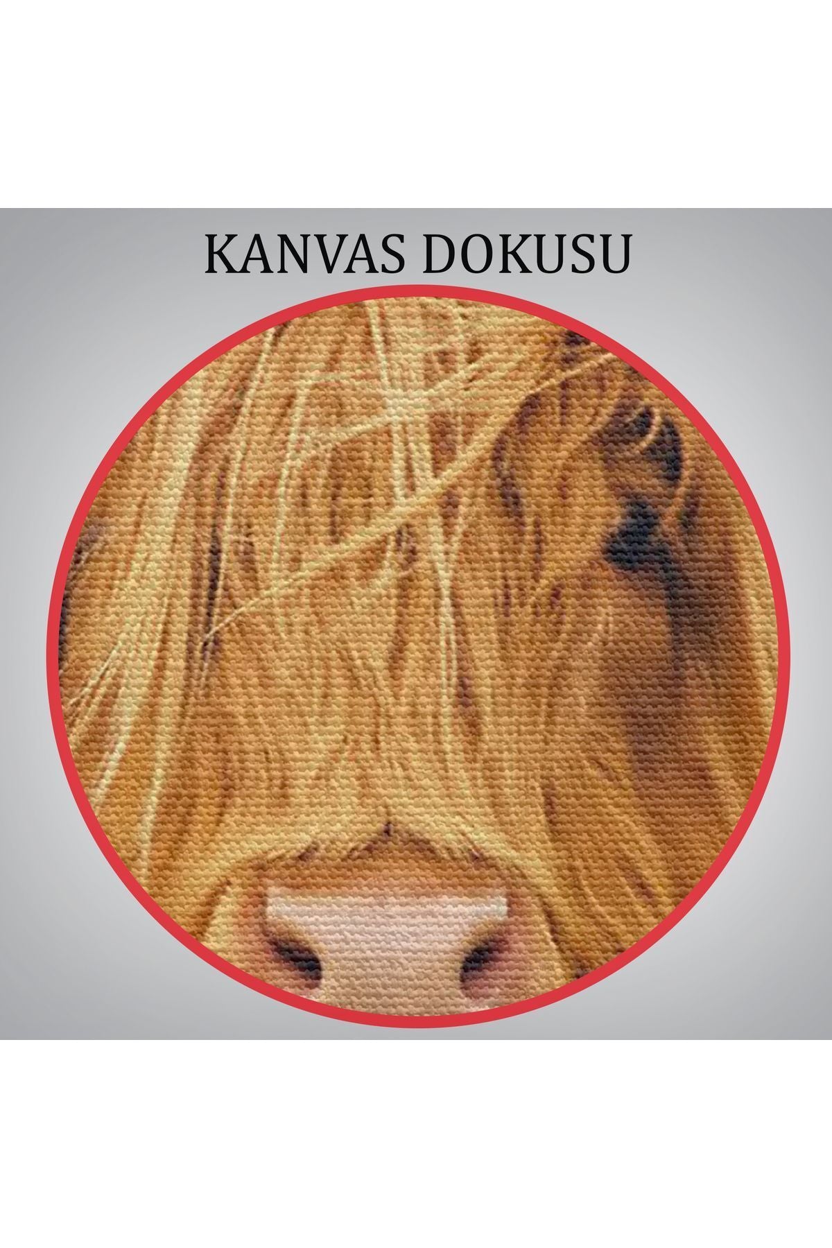 Özel Tasarım, Dekortif BaskıAmerikan Yayla İneği Kanvas Tablo-5156