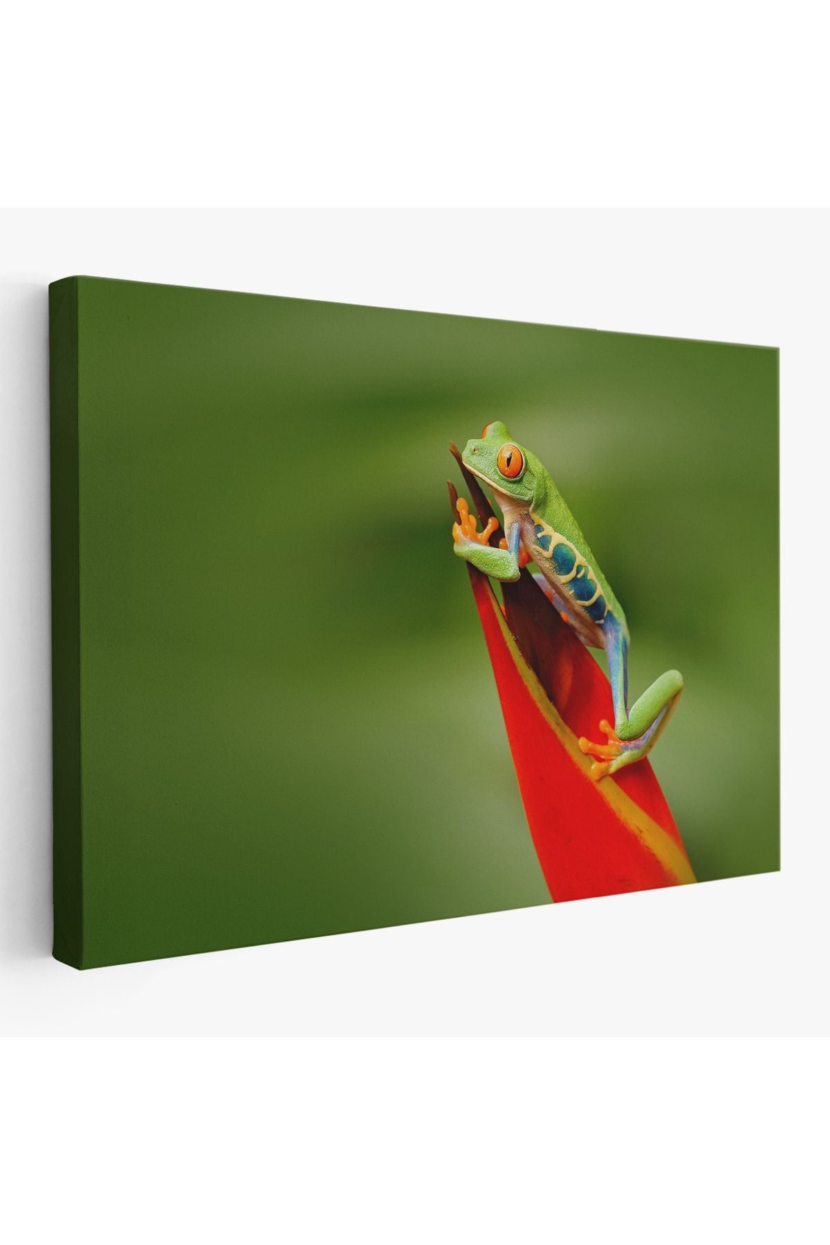 arg001 seri Renkli Kurbağa  Dekoratif Kanvas Tablo 1136