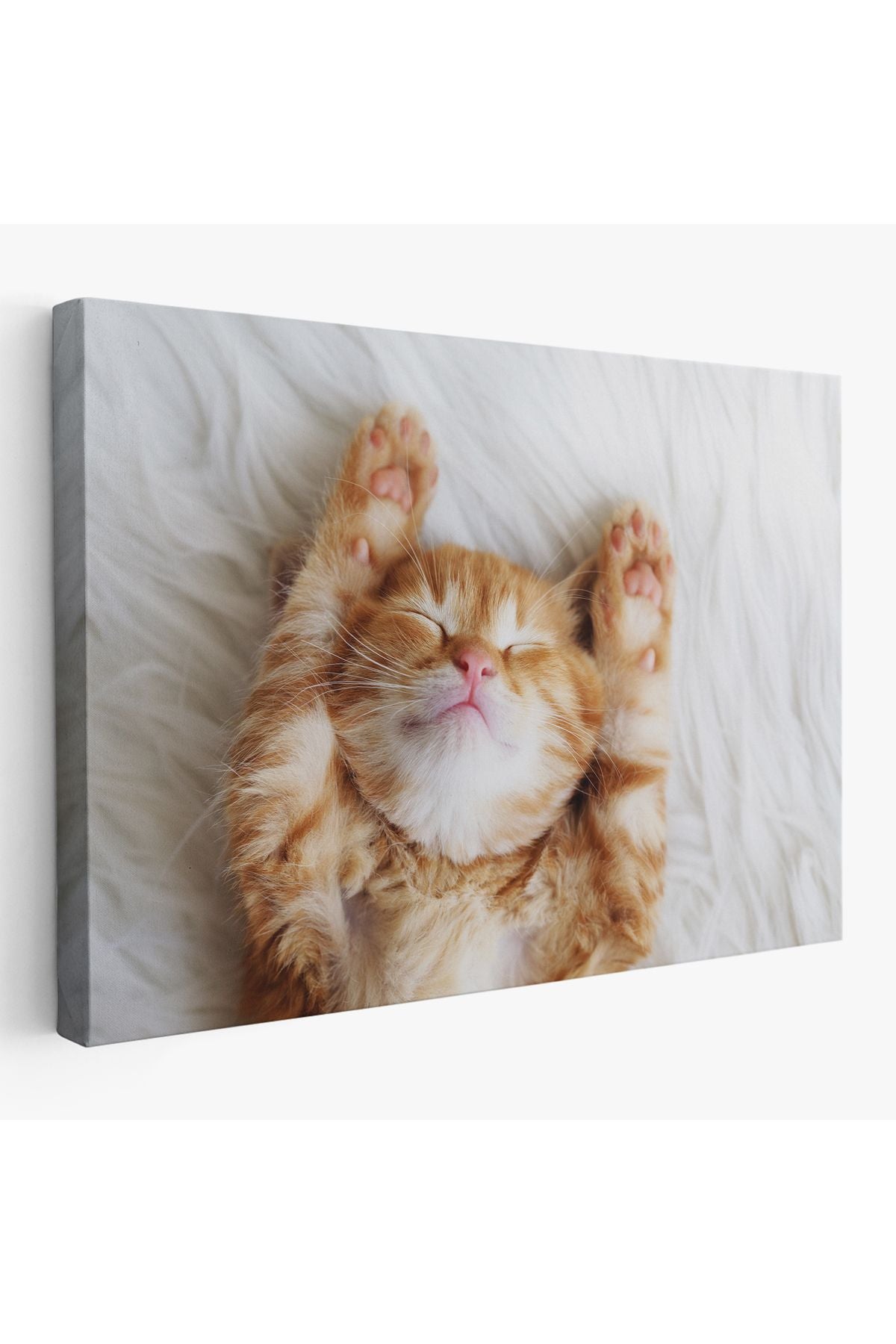 arg001 seri Yavru Kedi Dekoratif Kanvas Tablo 1125
