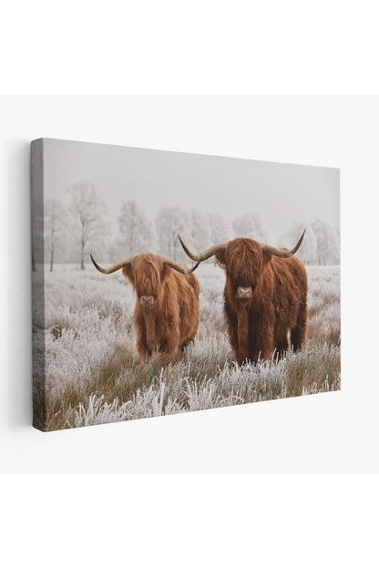 İskoçya Sığırları Dekoratif Kanvas Tablo 1150