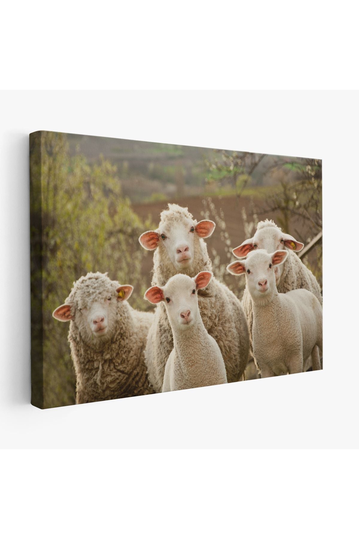 Dekoratif Duvar Tablosu- Koyun Kuzu, Hayvan Temalı 1119