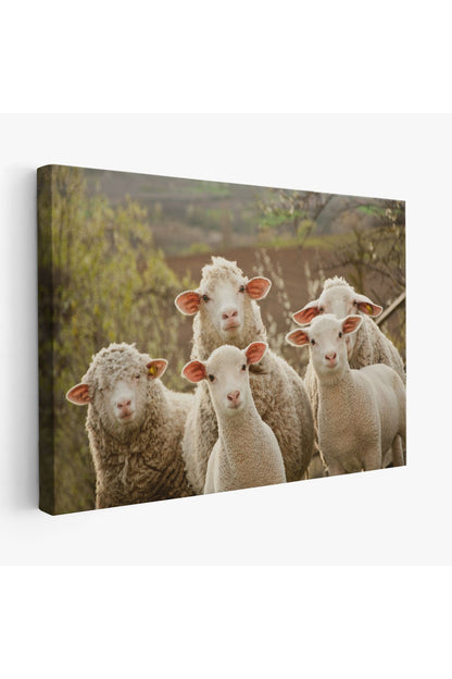 Dekoratif Duvar Tablosu- Koyun Kuzu, Hayvan Temalı 1119