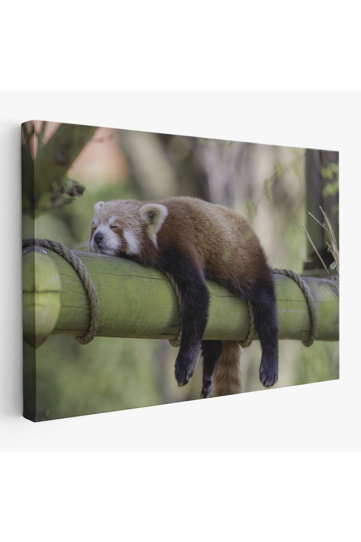 Kırmızı Panda Dekoratif Kanvas Tablo 1140