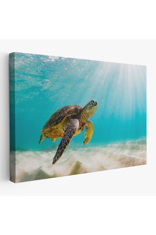 Deniz Kaplunbağası Dekoratif Kanvas Duvar Tablosu-3662