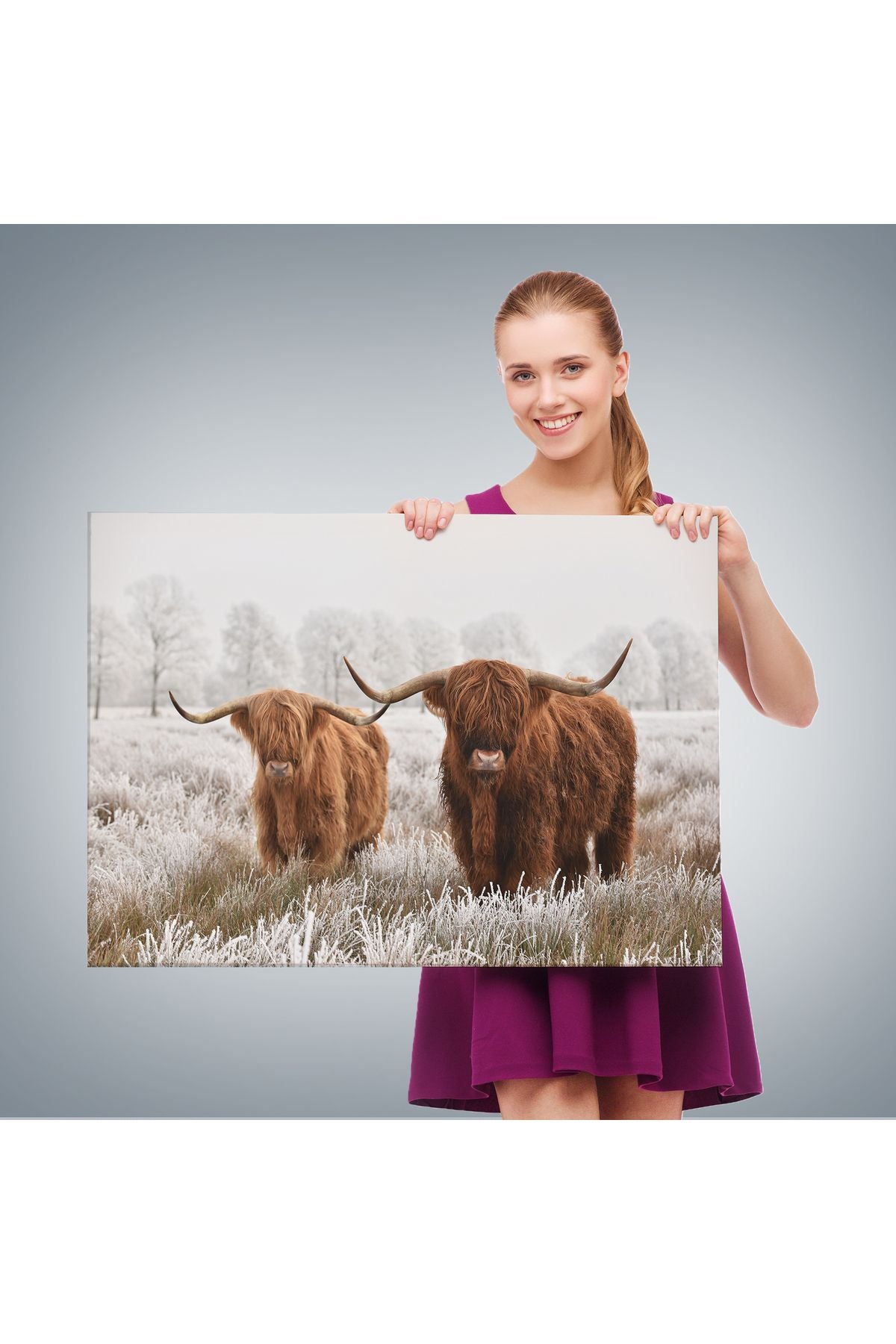 İskoçya Sığırları Dekoratif Kanvas Tablo 1150