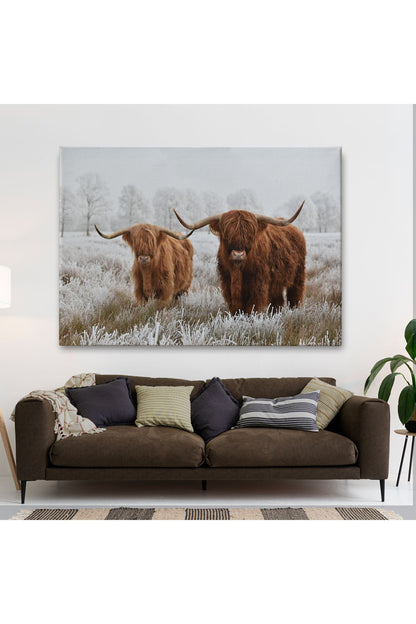 İskoçya Sığırları Dekoratif Kanvas Tablo 1150