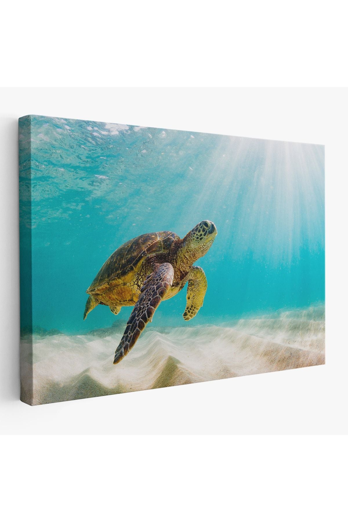 Caretta Caretta Dekoratif Kanvas Tablo 1174