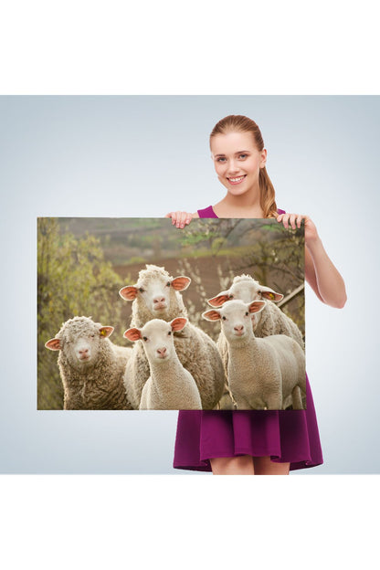 Dekoratif Duvar Tablosu- Koyun Kuzu, Hayvan Temalı 1119