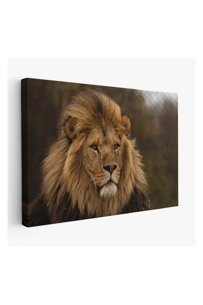 Kanvas Tablo, Duvar Dekoru, Aslan, Hayvan Temalı 1159 BUNGKNV