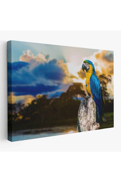 Papağan Dekoratif Kanvas Tablo 1123