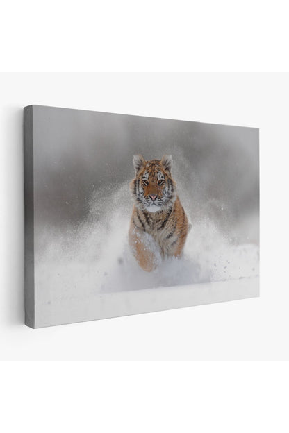 Karda Koşan Yavru Kaplan Dekoratif Kanvas Tablo 1135