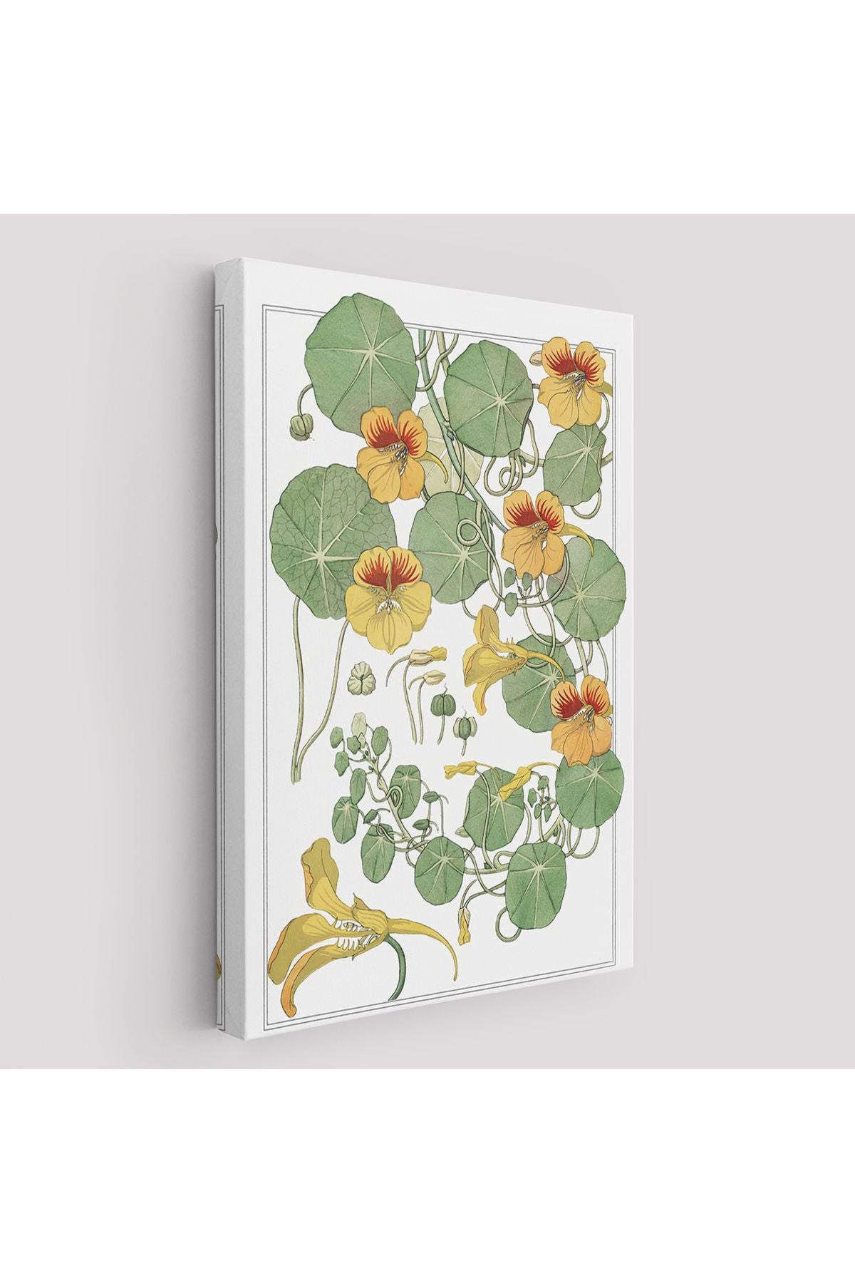 arg001 seri Nasturtium Çiçeği Kanvas Tablo-5206